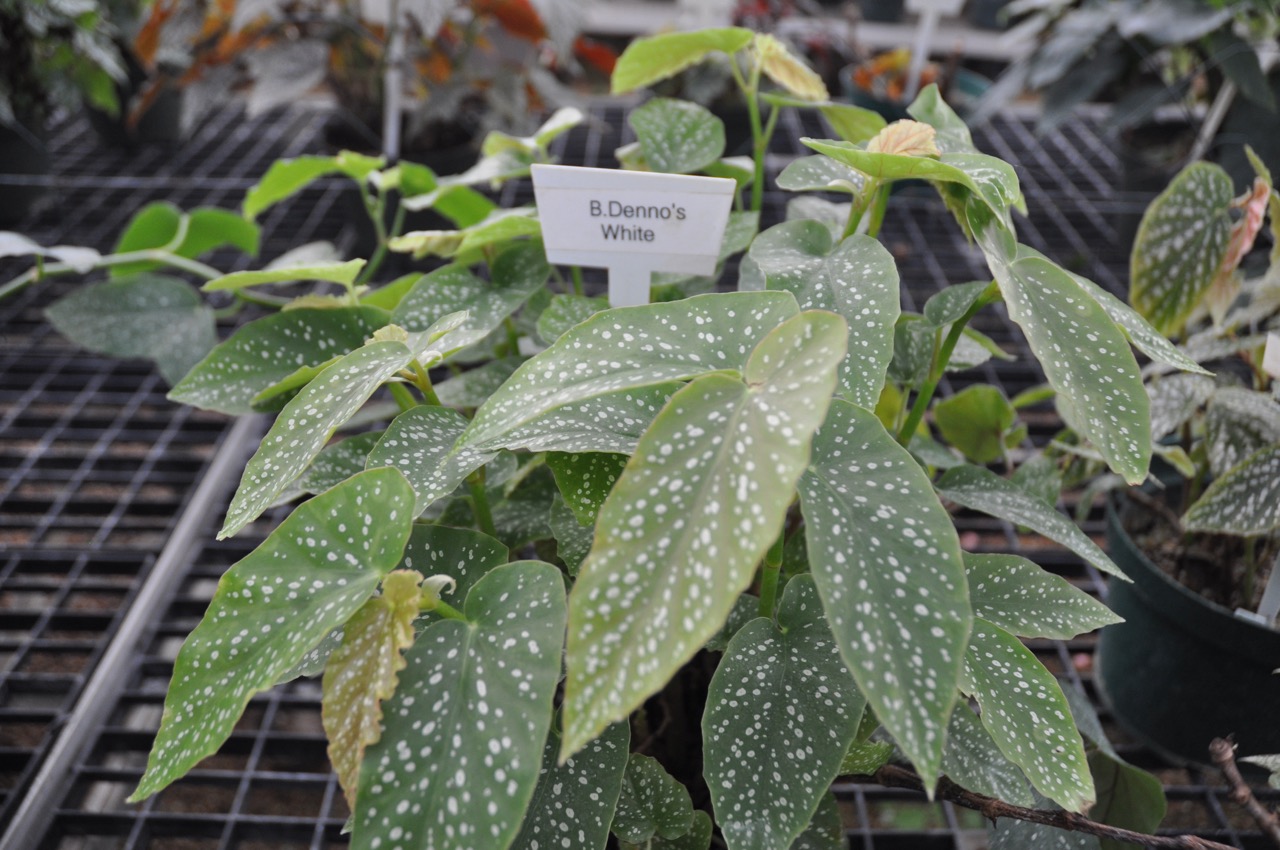 B. ‘Denno’s White’